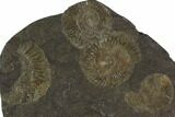 Dactylioceras Ammonite Cluster - Posidonia Shale, Germany #100242-1
